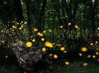 Blog Icon Catching Fireflies Post